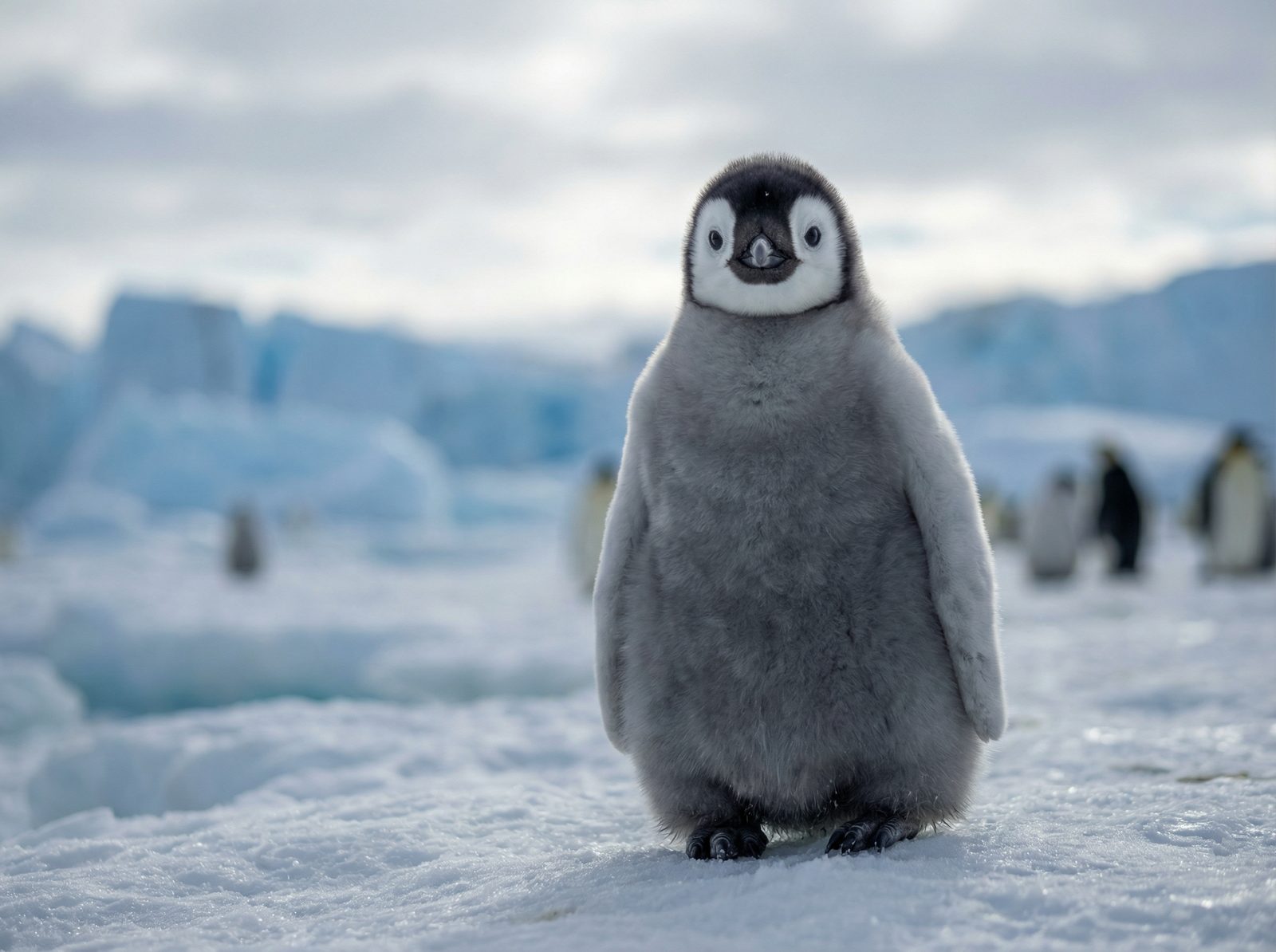 海角网帝企鹅视频