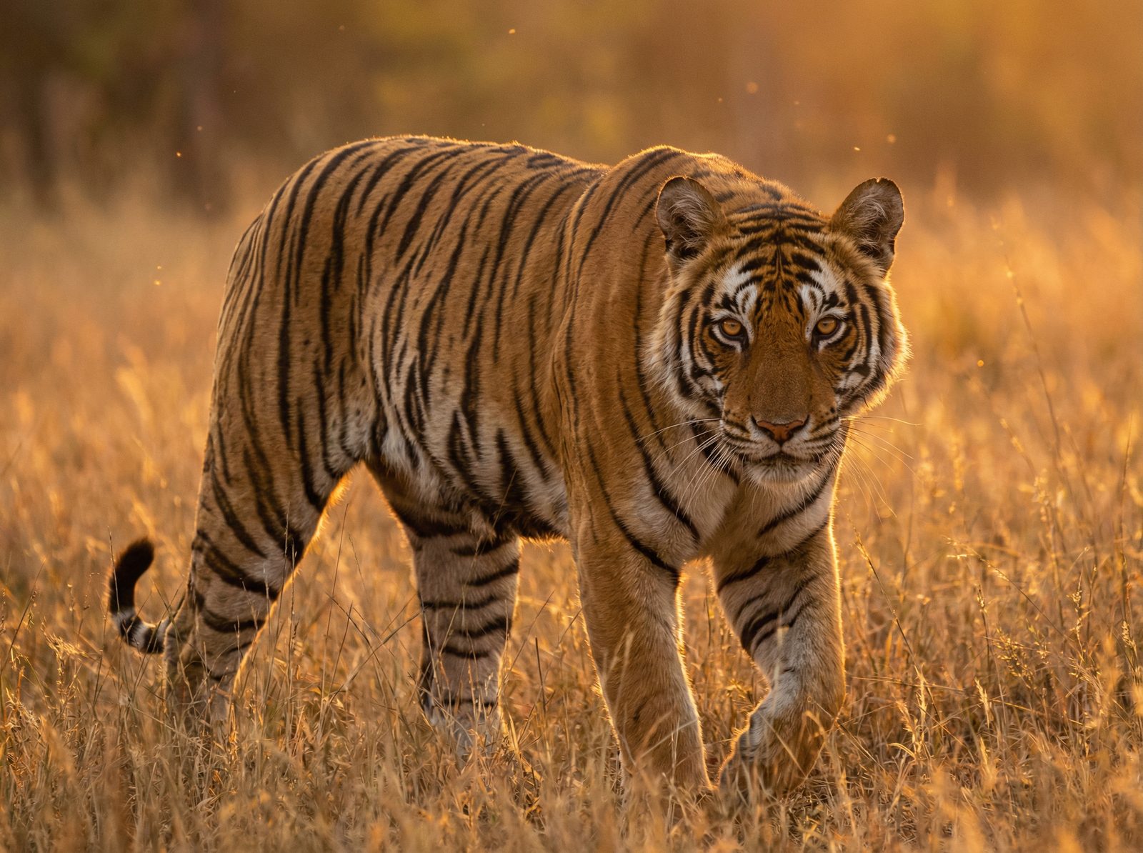 海角网老虎视频社区